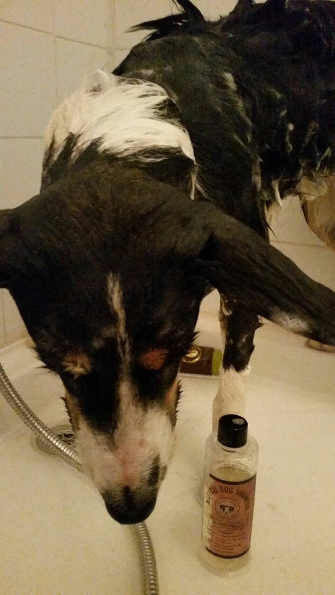 CONDITIONING OATMEAL & ALOE VERA DOG SHAMPOO - Image 2